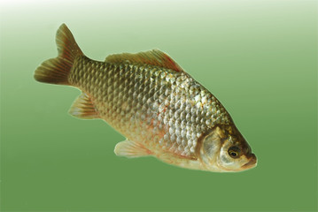 Fish carp in the water
