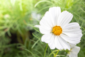 Obraz premium daisy in the grass