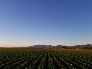 Fototapeta na wymiar Desert Crops with Mountains on Horizon III