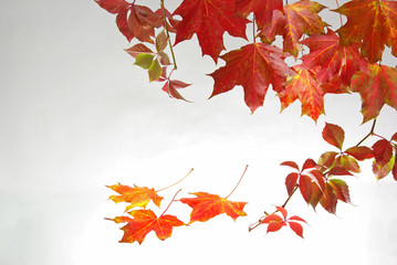 Autumn background. Yellow and red maple leaves on a white background.