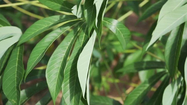 video slow motion 120p Tapioca Plants.