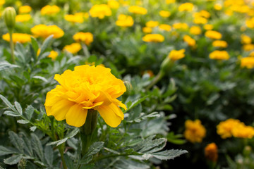 yellow flowers in the garden