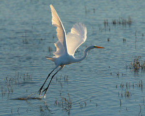 Great white heron taking off beautiful light, seen in the wild in a North California marsh 