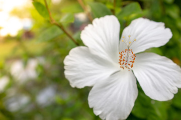 Obraz premium white flower