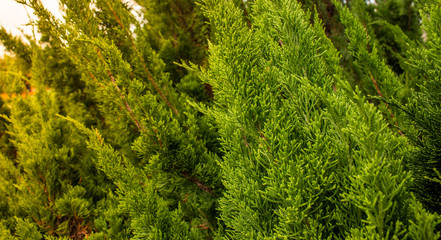 green background of branches of tree