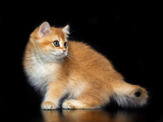 Obraz premium British cat isolated on Black Background in studio