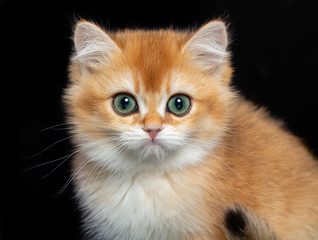 British cat isolated on Black Background in studio