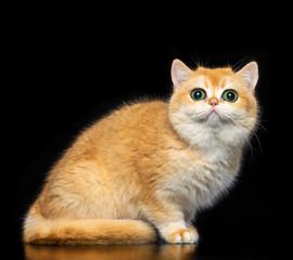 British cat isolated on Black Background in studio