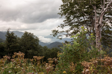 Subalpine in the morning fog.