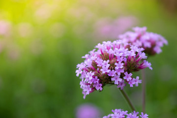 purple flowers in the garden