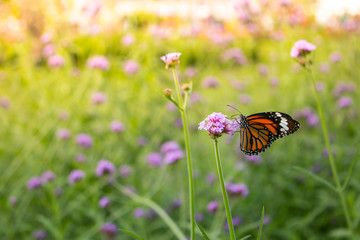 butterfly on flower