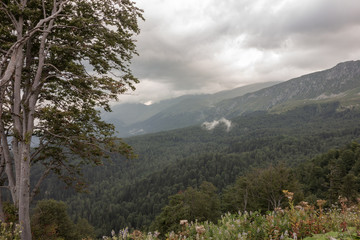 Subalpine in the morning fog.