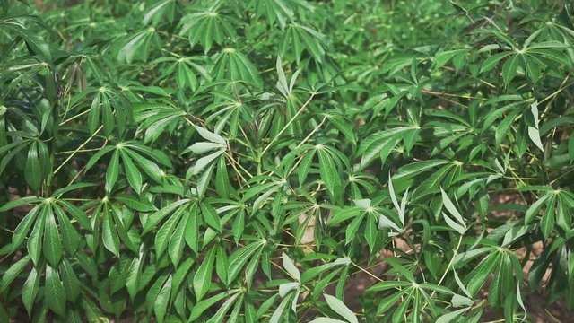 video slow motion 120p Tapioca Plants.