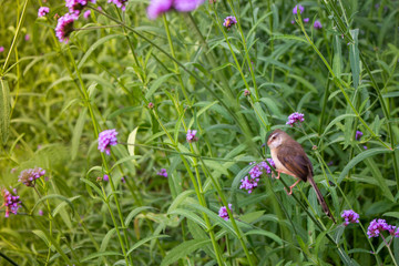 bird in the garden