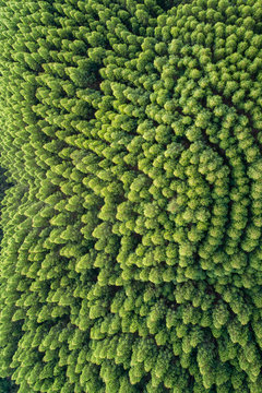 Aerial top view of summer green trees in forest © Bob