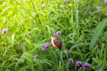 bird on flower