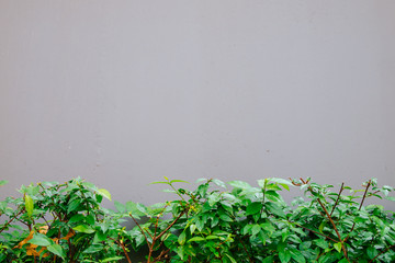 Concrete wall with the green shrubs at the bottom, with copy space.