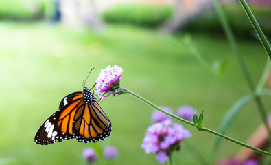 butterfly on flower