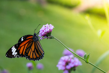 butterfly on flower