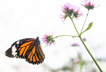 butterfly on flower