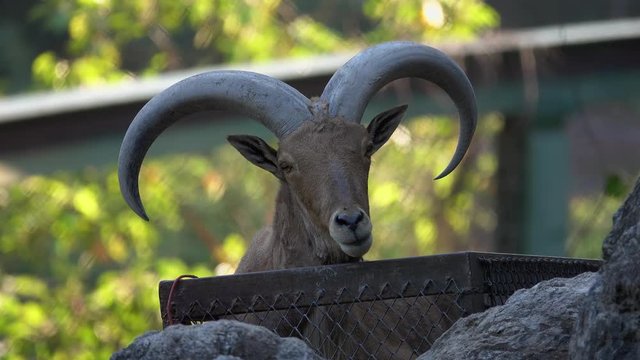 Mountain Goat Portrait