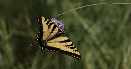 Yellow butterfly on a purple wildflower in the grass