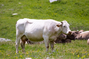 cows in the field