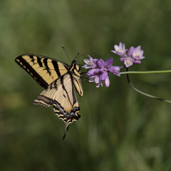 Yellow butterfly on a purple wildflower in the grass