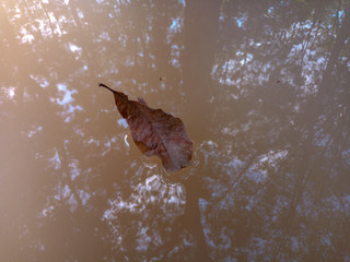 Leaf on the water 