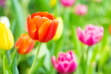 Red Tulips with beautiful in the garden.