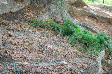 Brown and green pointed leaves of pine trees fallen on ground
