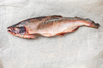 Salmon fish on paper background