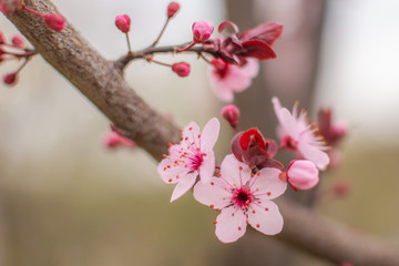 Almond flowers with pink hues in full bloom at Badamwari Srinagar in Kashmir