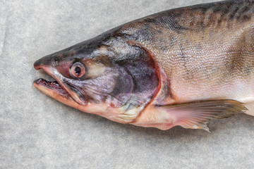 Salmon fish head. Part of the fish.