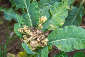 Severe fungal attack of Sclerotinia sclerotiorum on cauliflower