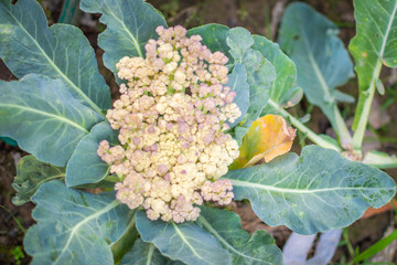 Purple pigmentation of cauliflower caused due to the presence of anthocyanin