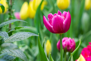 Beautiful Tulips in the garden.