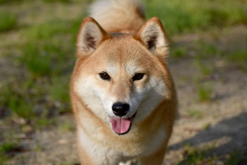 柴犬・笑顔