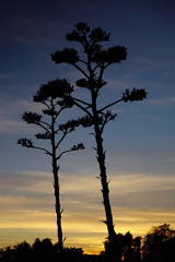 Silhouette of an agave cactus bloom at Sunset