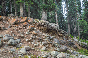 Roots of pine trees visible due to erosion landslide of the earth round boulders exposed