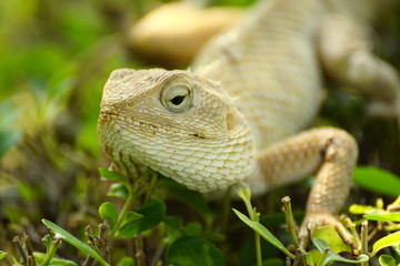 lizard