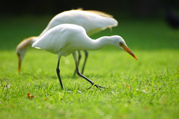 white ibis in the park