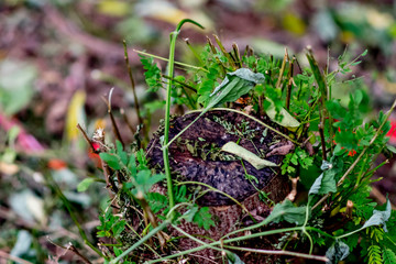 The stump with the woods is rising in the damp forest. with natural background.