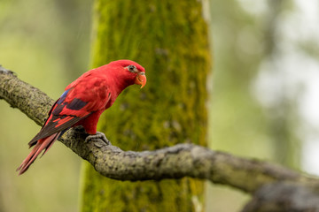Red Lory, Eos bornea. Portrait of a small colorful parrot sitting on a branch.