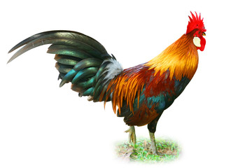 chicken isolated on white screen