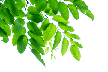 Fototapeta na wymiar green leaves of a tree