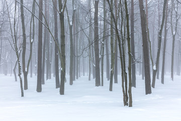 landscape of winter forest covered by mist. foggy forest scenic view