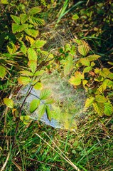 Natural beautiful background. Spider web illuminated by the sun on green grass in the morning.