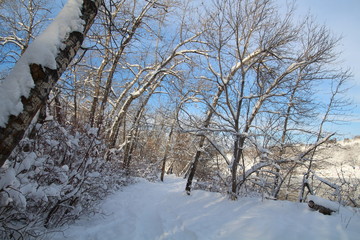 Winters Beauty On The Trail, Gold Bar Park, Edmonton, Alberta