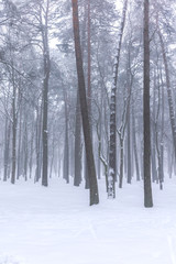 picturesque view of bare forest trees standing in white snow against grey sky background during foggy weather